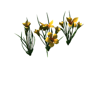 Flower Romulea subfistulosa3